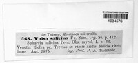 Valsa salicina image